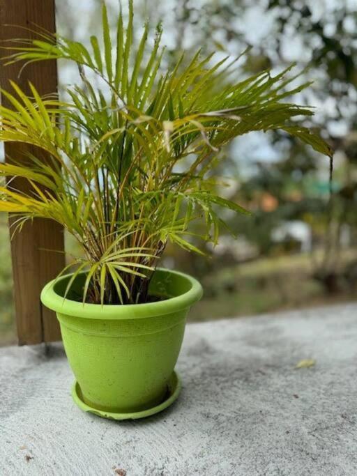 Ti Sucrier Jaune - Douceur Caraibe Vue Mer Le Carbet Ngoại thất bức ảnh